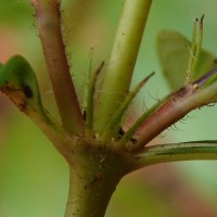 Knoxia spicata (Thwaites ex Trimen) Ridsdale